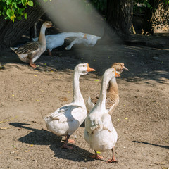 Several white geese are walking on nature on a summer sunny day. For instagram format. Square.