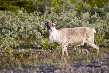 Reindeer in mountain Northern Norway