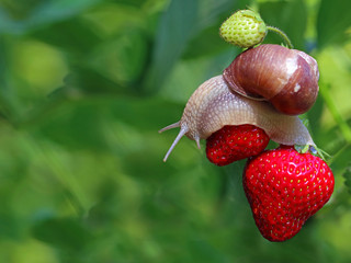 snail creeping on red ripe strawberries in garden with copy space on natural green bukeh © Andreas