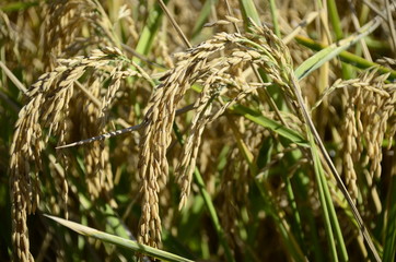 Rice fields in Seville