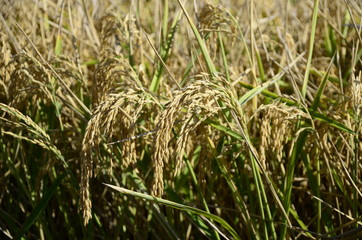 Rice fields in Seville