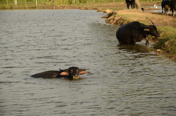 Buffalo in thailand,Life' Machine of Farmer. Original agriculture use buffalo plow the field.Photo shoot Sunset time.