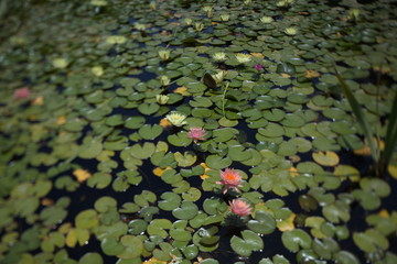  water lilies tropical swimming in a pond in summer
