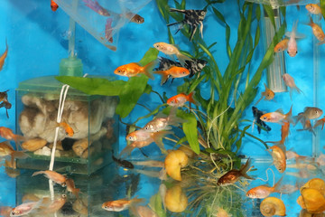 Obraz na płótnie Canvas Inside fish tank