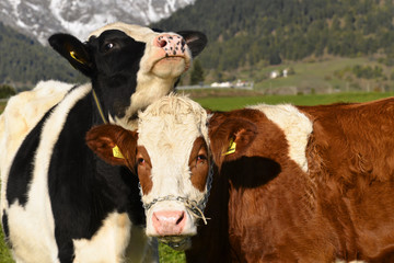 Kühe stehen nebeneinander auf der Weide, Peretshofen, Oberbayern, Alpenvorland, Bayern, Deutschland, Europa