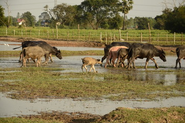 Buffalo in thailand,Life' Machine of Farmer. Original agriculture use buffalo plow the field.Photo shoot Sunset time.