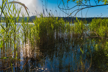 Schilf im Gegenlicht, Abendsonne