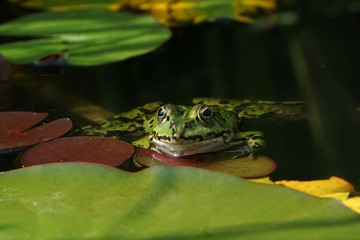 Fototapeta na wymiar Einzelner Frosch blickt aus einem Teich