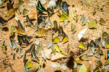 many pieridae butterflies gathering water on floor, Butterflies are feeding mineral in salt marsh in forest