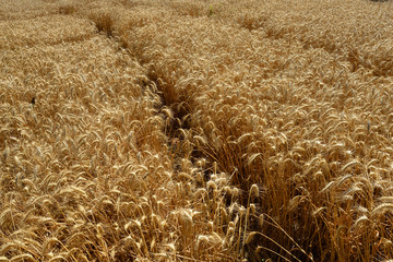 wheat field
