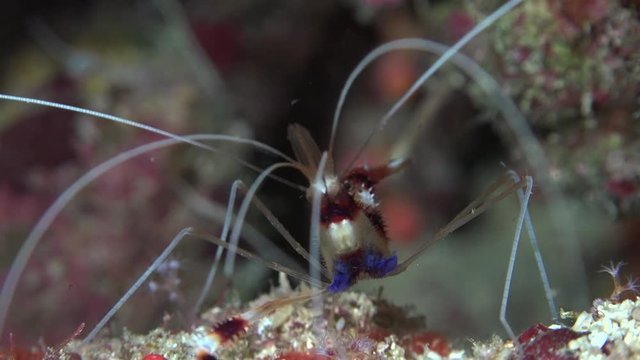 Banded cleaner or boxer shrimp eating - Stenopus hispidus, macro shot