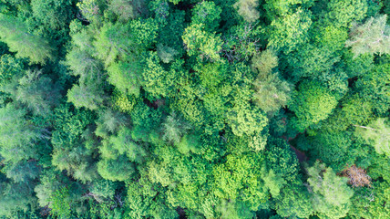 Aerial view over emerald green forest woodland in springtime, bird's eye top down view