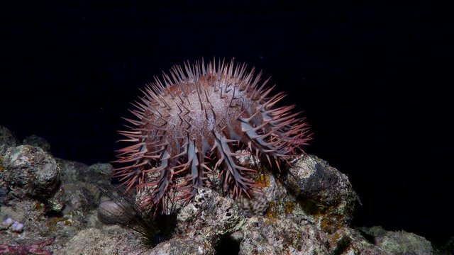 Crown of thorns starfish eating coral - Acanthaster Planci, Red Sea