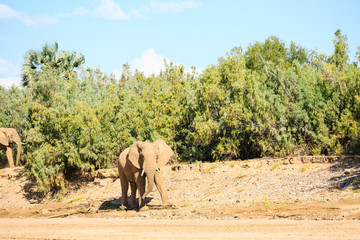 Fototapeta na wymiar Elefantenbulle (Loxodonta africana) im Hoanib-Trockenfluss