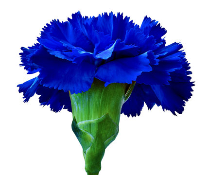 Flower zaffre carnation,  isolated on a white  background. Close-up. Flower bud on a green stem.