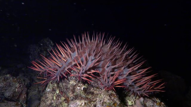 Crown of thorns starfish eating coral - Acanthaster Planci, Red Sea