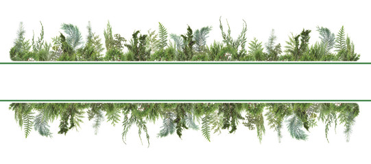 adorable arranged background with different kinds of fresh green isolated conifer leaves, fir branches on white, can be used as template
