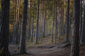 A path in a pine forest with straight trunks and roots crawling out of the earth