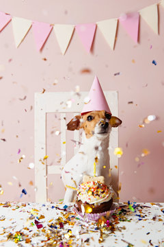Cute dog with a party hat celebrating her birthday, confetti falling