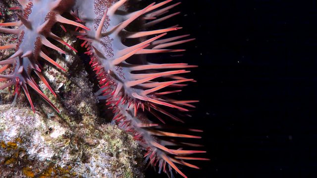 crown of thorns starfish tentacle - Acanthaster Planci, Red Sea, macro shot