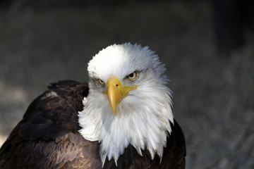 Weißkopfseeadler (Haliaeetus leucocephalus), Vorkommen in Nordamerika, captive, Deutschland, Europa