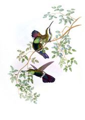 Illustration of a Hummingbird.