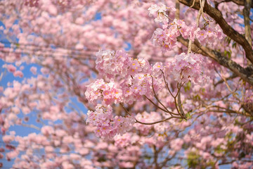 Tabebuia rosea is a Pink Flower neotropical tree