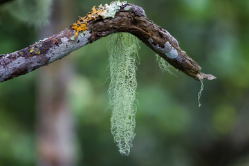 Flechten hängen von einem Ast im Black River Gorges Nationalpark im Süden von Mauritius, Afrika.