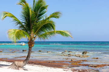 Idyllic view on the beach in Cancun, turquoise sea water, white sand and tropical palm