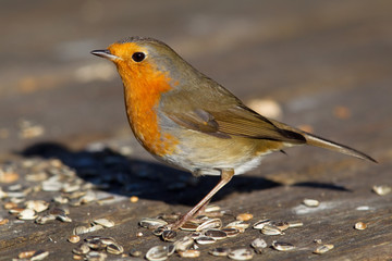 Rotkehlchen (Erithacus rubecula) im Winter im Naturschutzgebiet Mönchbruch bei Frankfurt, Deutschland.