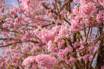 Tabebuia rosea is a Pink Flower neotropical tree