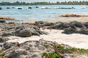 Birds feeding on seaweed, Caribbean Sea, Cancun, Mexico
