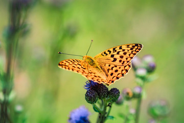 Orange colored butterfly on a purple wildflower