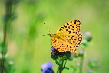 Orange colored butterfly on a purple wildflower