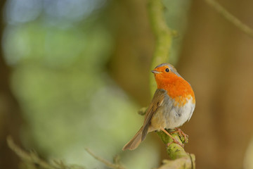 Cute little robin bird