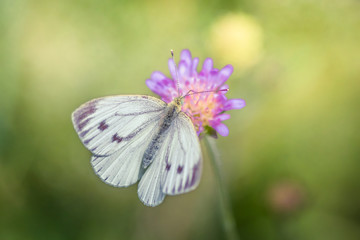 White cabbage butterfly on a purple wildflower
