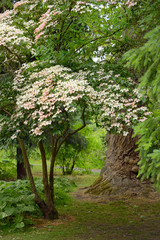 Fototapeta premium Korean Dogwood tree in botanical garden