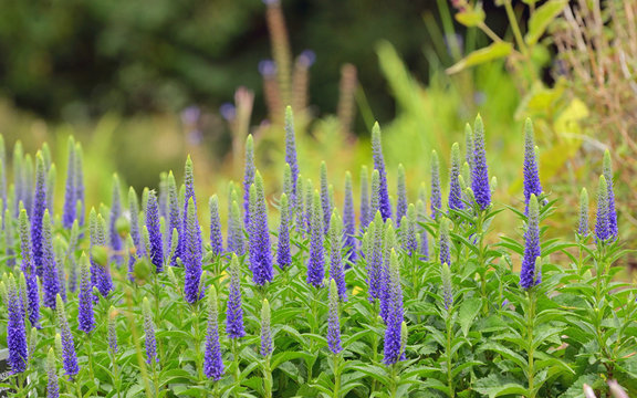 Purple Veronica spicata flowers