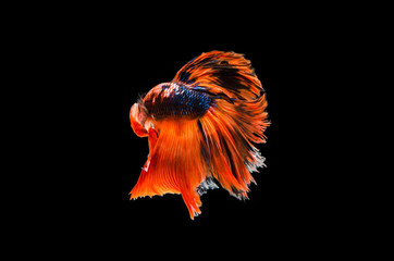 Betta fish, siamese fighting fish, betta splendens (Fullmoon betta )isolated on black background