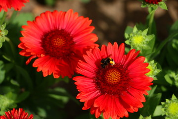 flower and bee