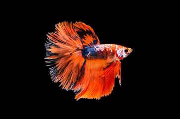 Betta fish, siamese fighting fish, betta splendens (Fullmoon betta )isolated on black background