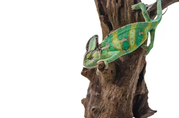 Cercles muraux Caméléon Green chameleon camouflaged by taking colors of its white background. Tropical animal on natural tree.