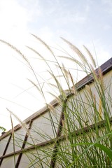 Flowers of long grass, white flowers. Wall, wall and sky