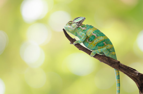 Green chameleon camouflaged by taking colors of its natural background. Tropical animal on natural tree.