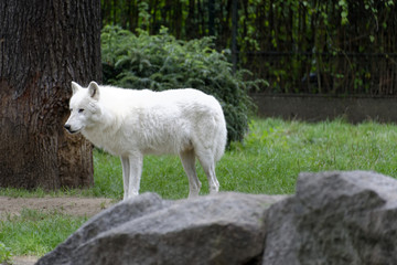 Obraz na płótnie Canvas Weißer Wolf (Canis lupus), Tierpark, Deutschland, Europa