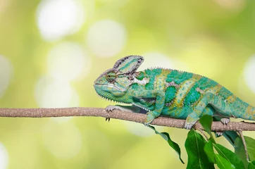Photo sur Plexiglas Caméléon Caméléon vert camouflé en reprenant les couleurs de son fond nature. Animal tropical sur arbre naturel.
