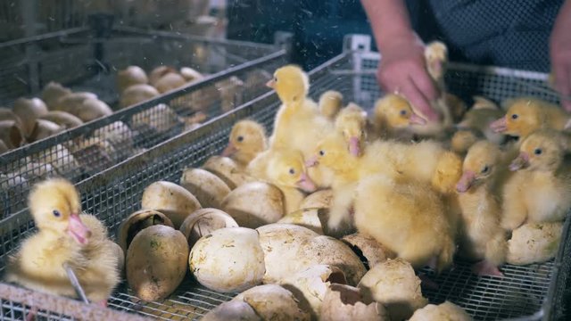 Farm workers pick little ducks.