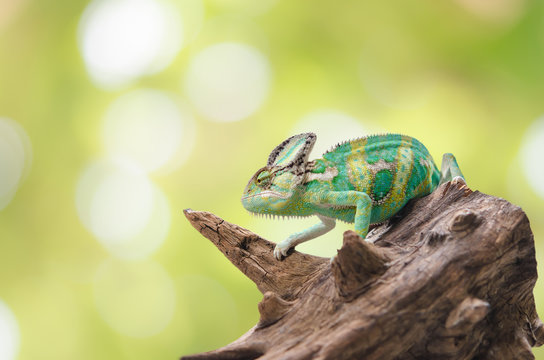 Green chameleon camouflaged by taking colors of its natural background. Tropical animal on natural tree.