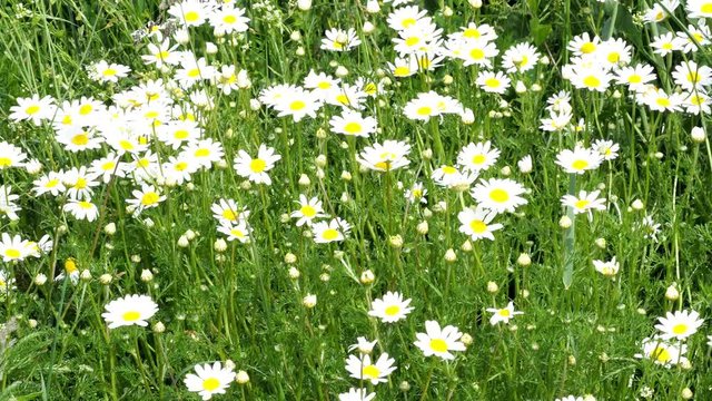 Matricaria chamomilla on wildflower meadow. Field of Camomile (Matricaria recutita).
