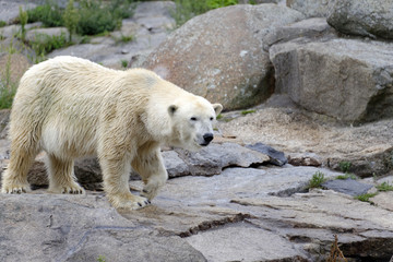 Eisbär (Ursus maritimus), Captive, Deutschland, Europa
